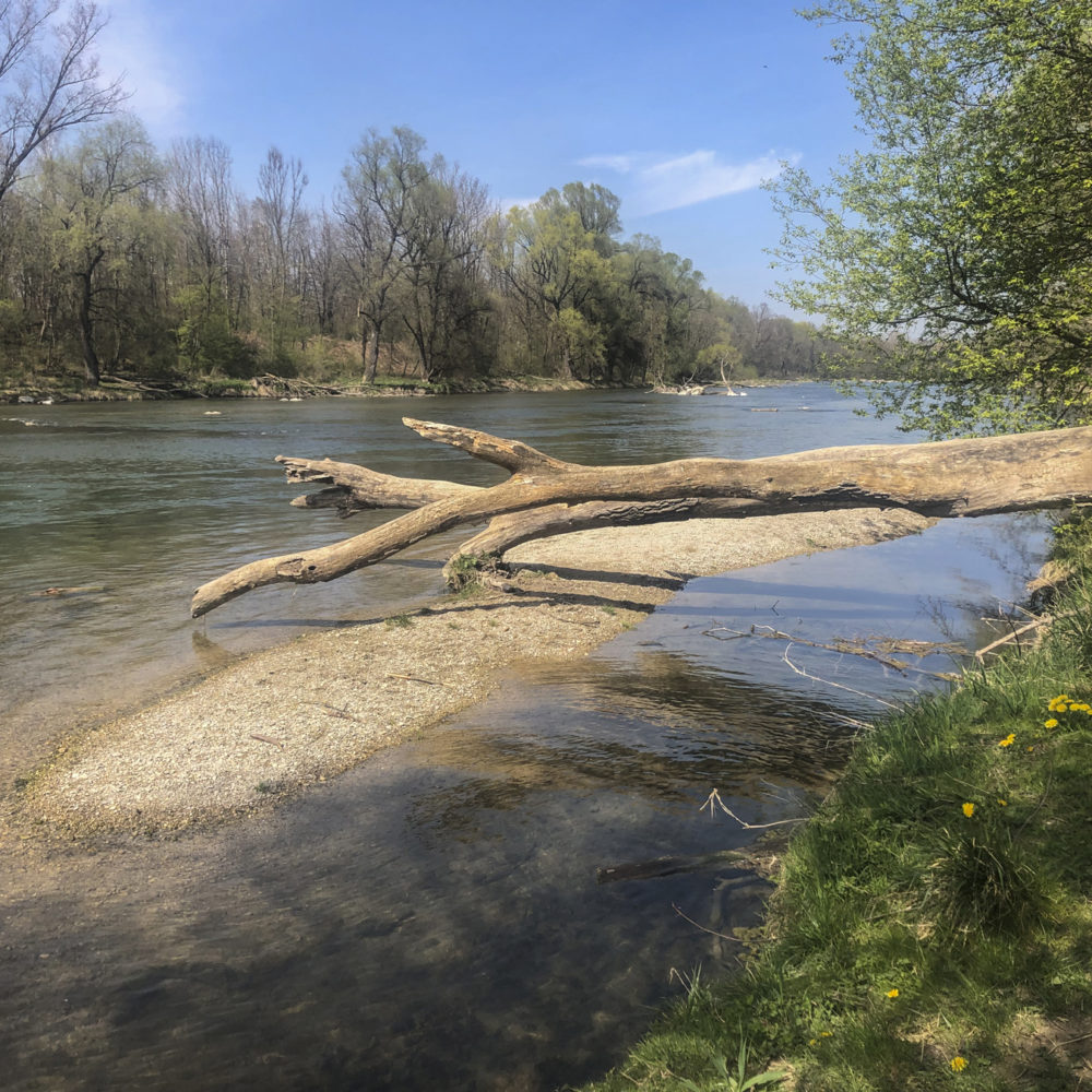 Sandbank in der Isar