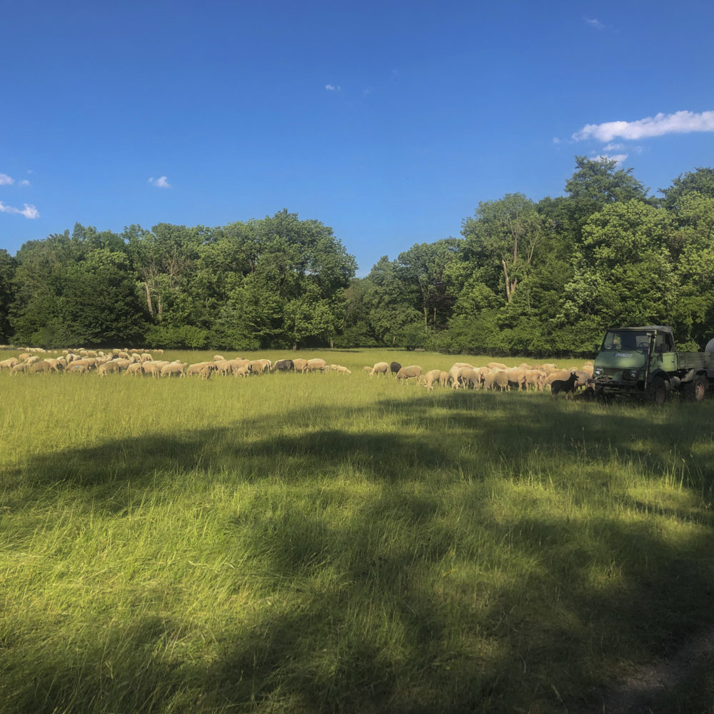 Schafe im Englischen Garten